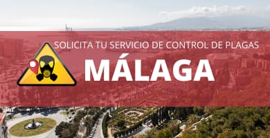Tratamiento Madera Carcoma Málaga ✔️ FUMICOSOL ®
